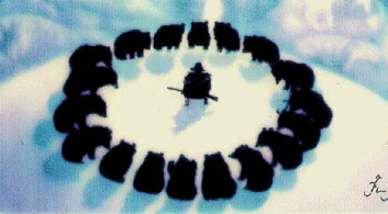 namekuma9.gif